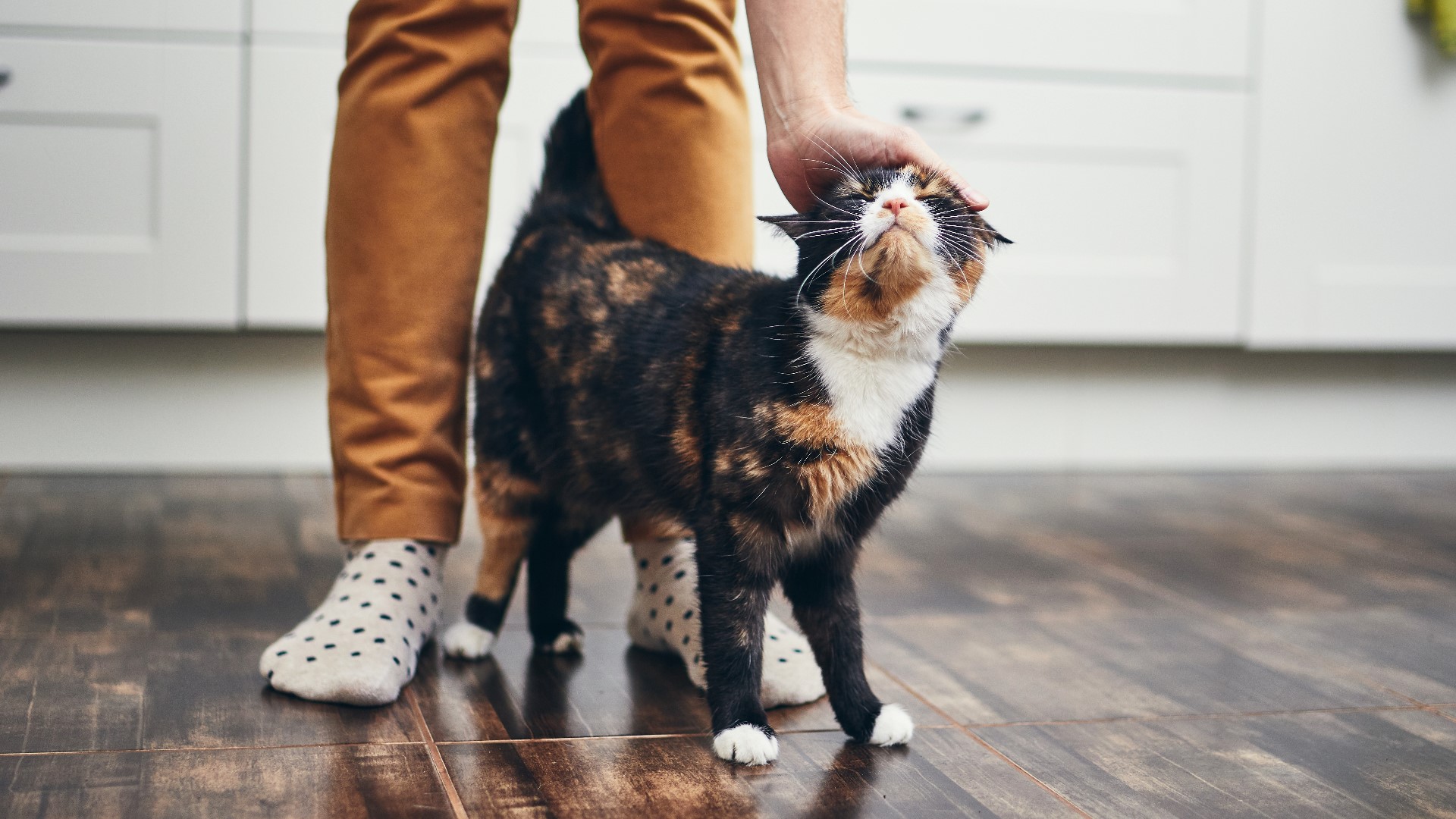 Two cats recently tested positive for the coronavirus and it has people questioning what they should do to protect their pets from the virus.