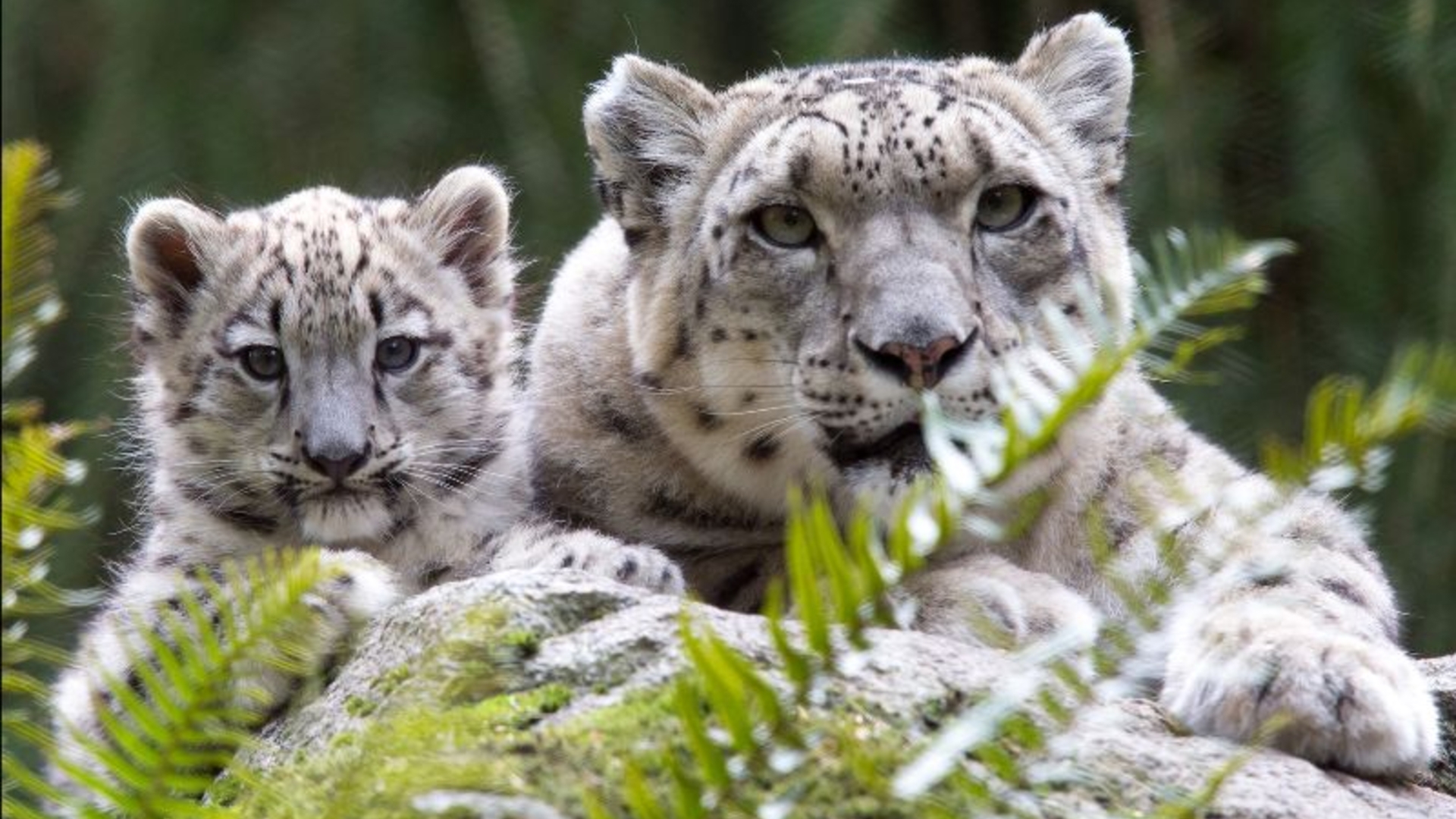 Woodland Park Zoo mourns the passing of matriarch snow leopard Helen, who was euthanized due to declining health.