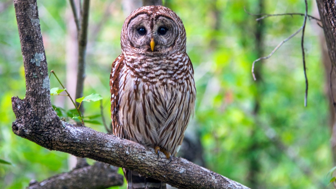 'Aggressive' owl nesting in Whidbey Island park