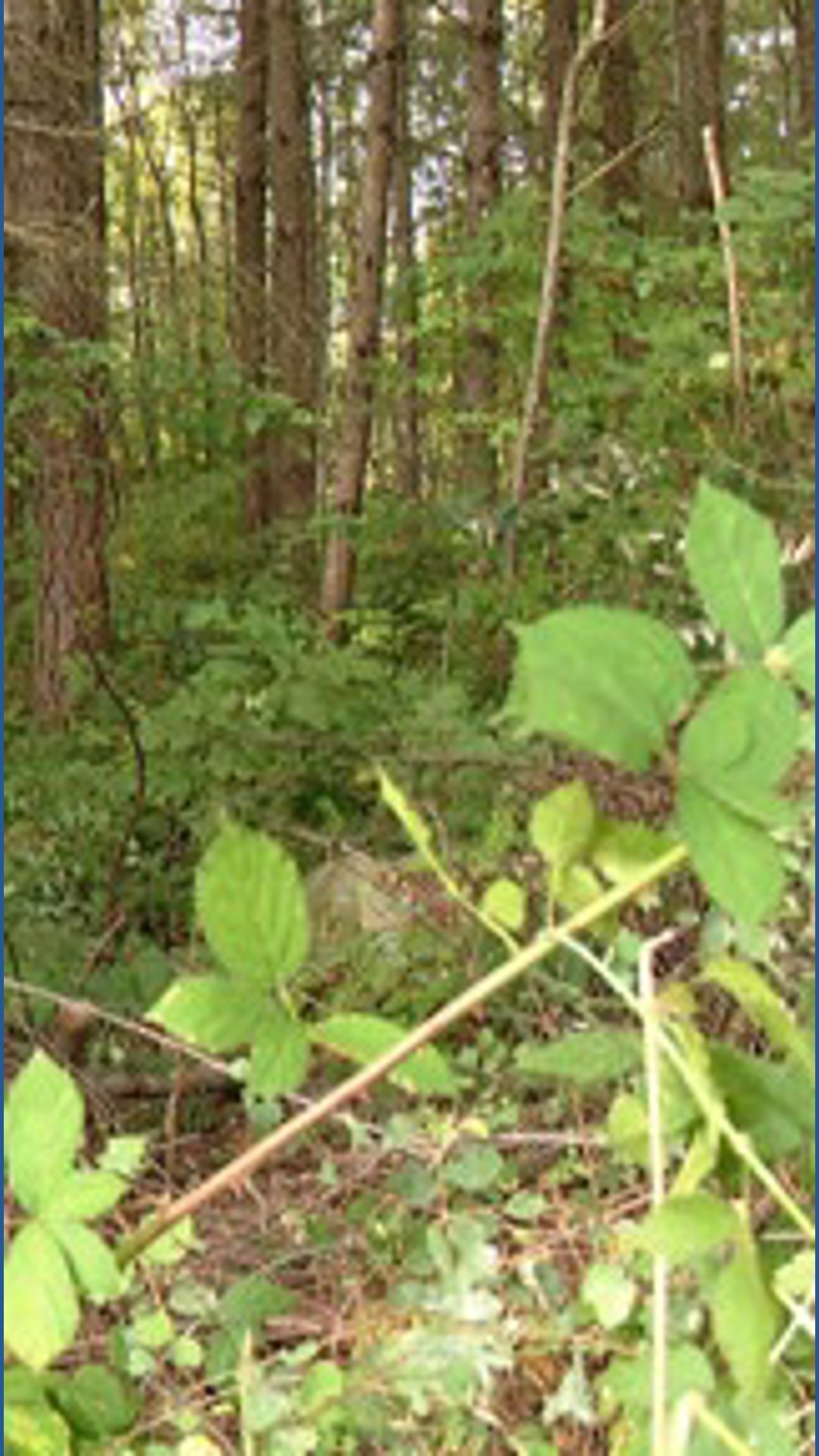 Human remains found in wooded area in Pierce County | king5.com