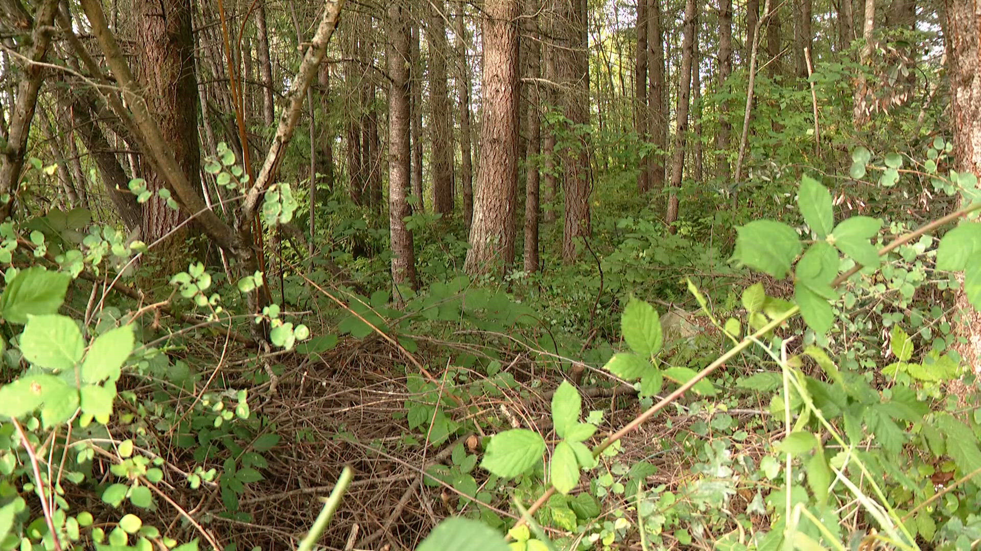 Human remains found in wooded area in Pierce County | king5.com
