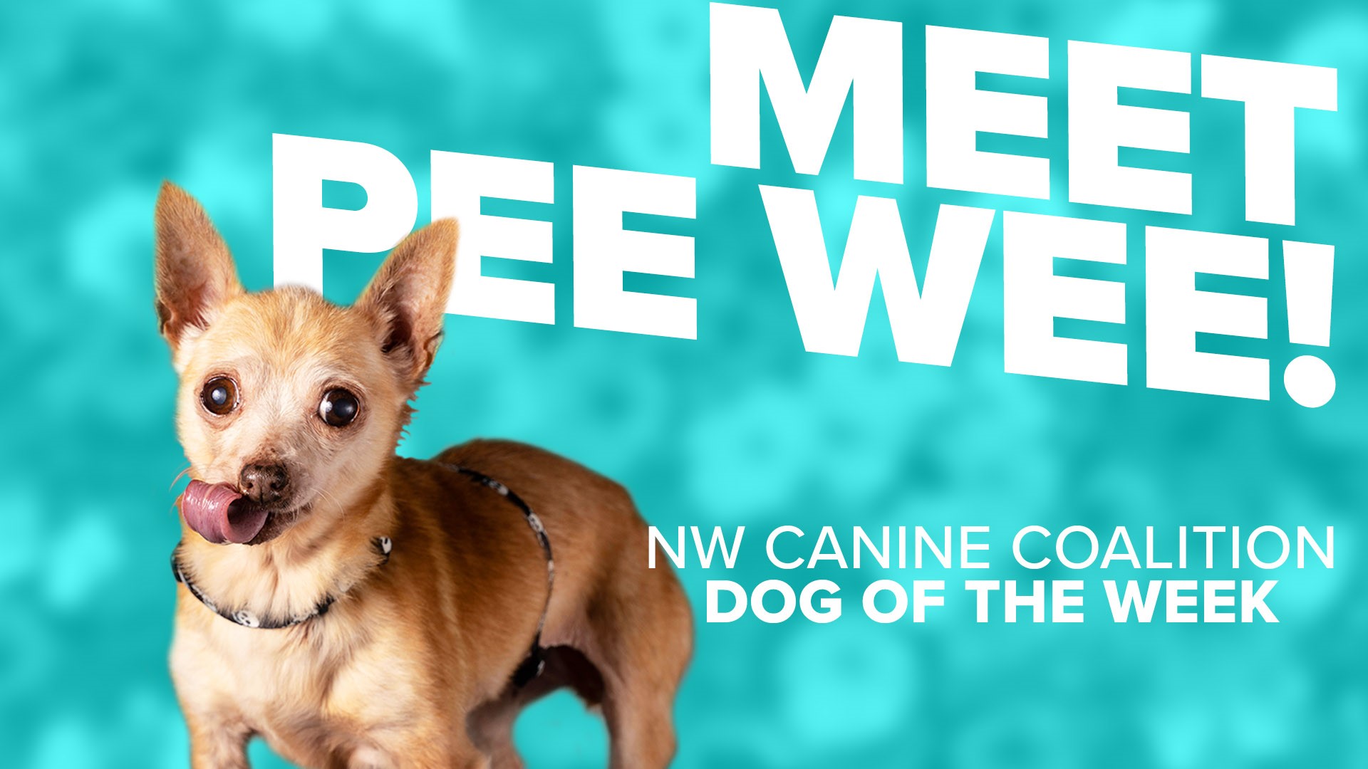 10 year old Pee Wee is looking for a forever home. If you're interested in adopting Pee Wee, call NW Canine Coalition @425-829-5712 or nwcanine.org
