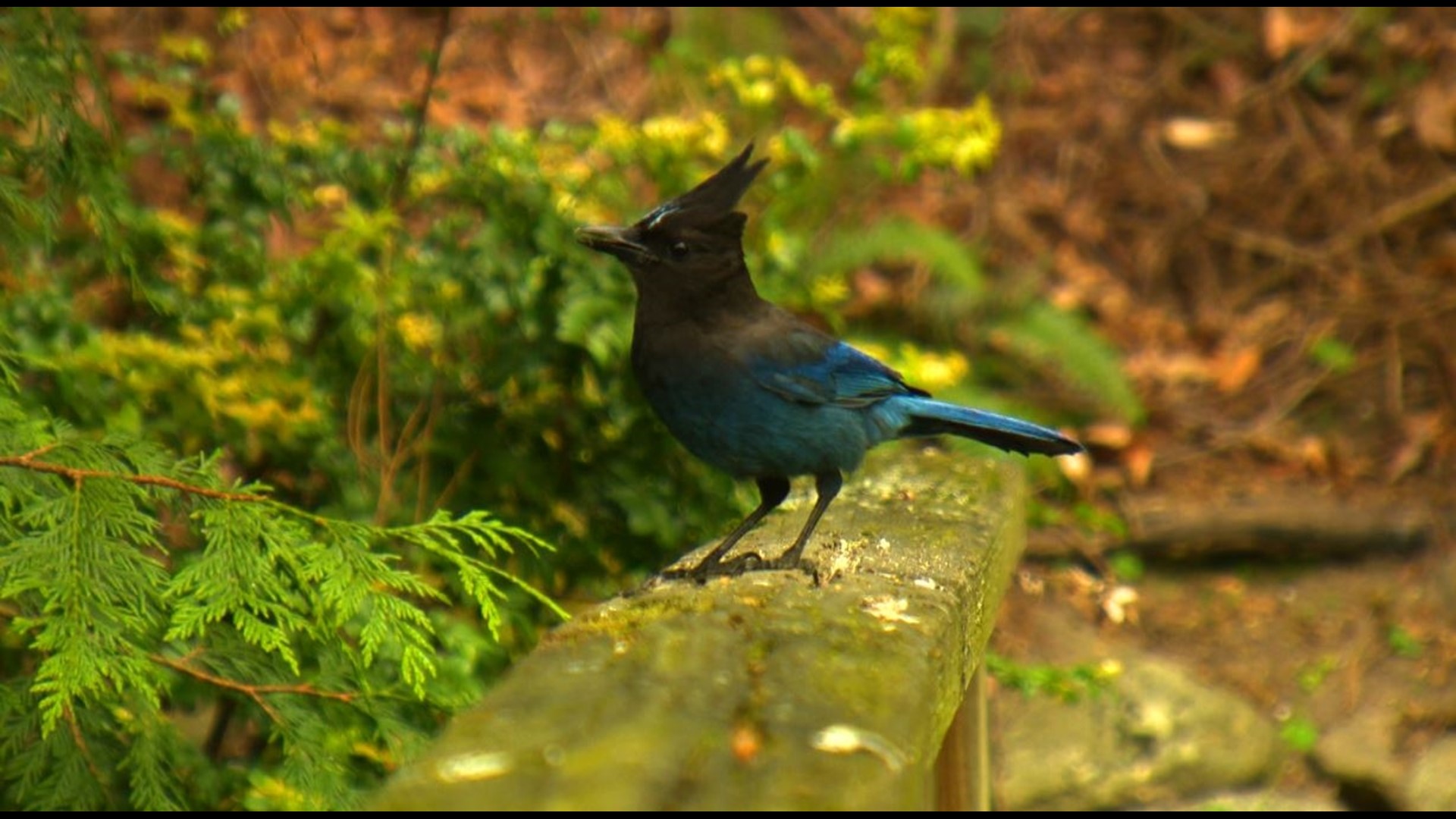 KING 5's Evening devotes a full episode to birding. Its popularity surged during the pandemic and studies show birding can actually improve your mental health.