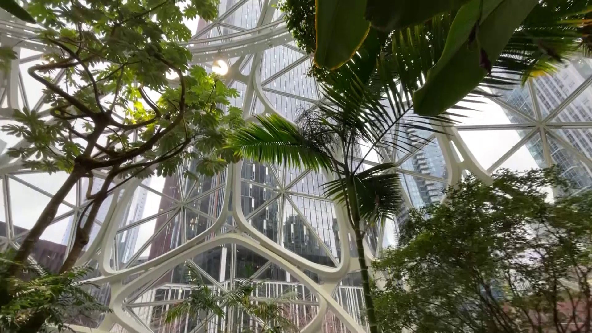 A walk through the Amazon Spheres in Downtown Seattle. #k5evening