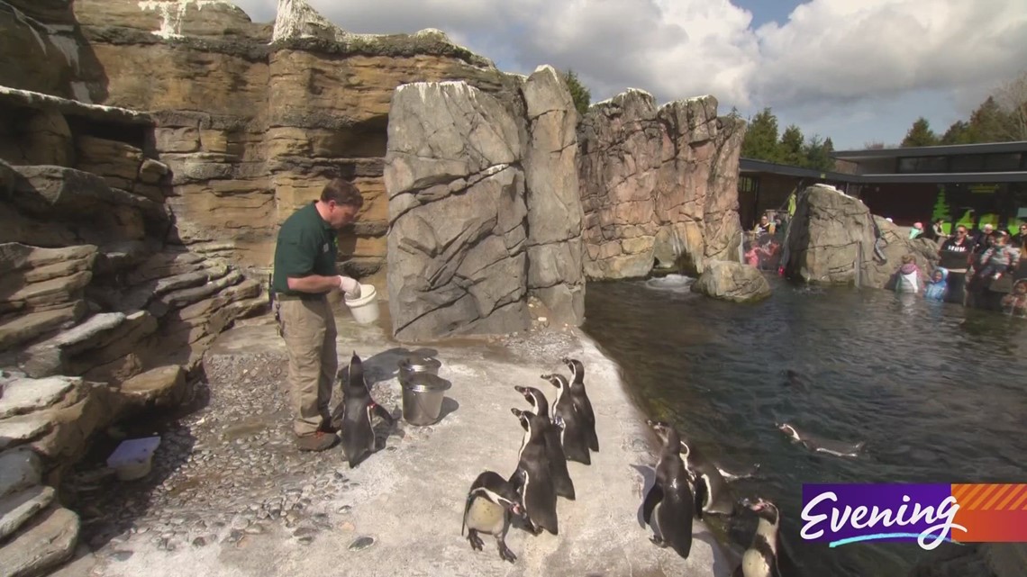 Los pingüinos en el zoológico de Woodland Park son únicos, tienen ‘penguinalidades’, dice el cuidador