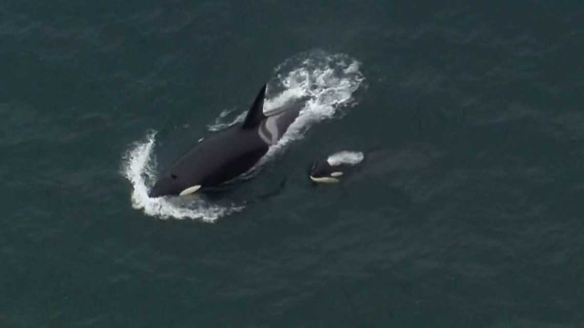 Orca pod spotted near Alki Beach