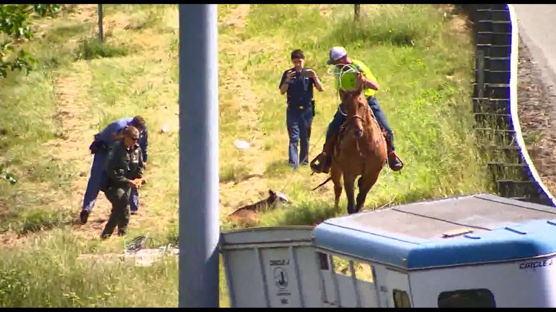 A fish and wildlife official on a horse was able to wrangle the cow, reopening the roadway.