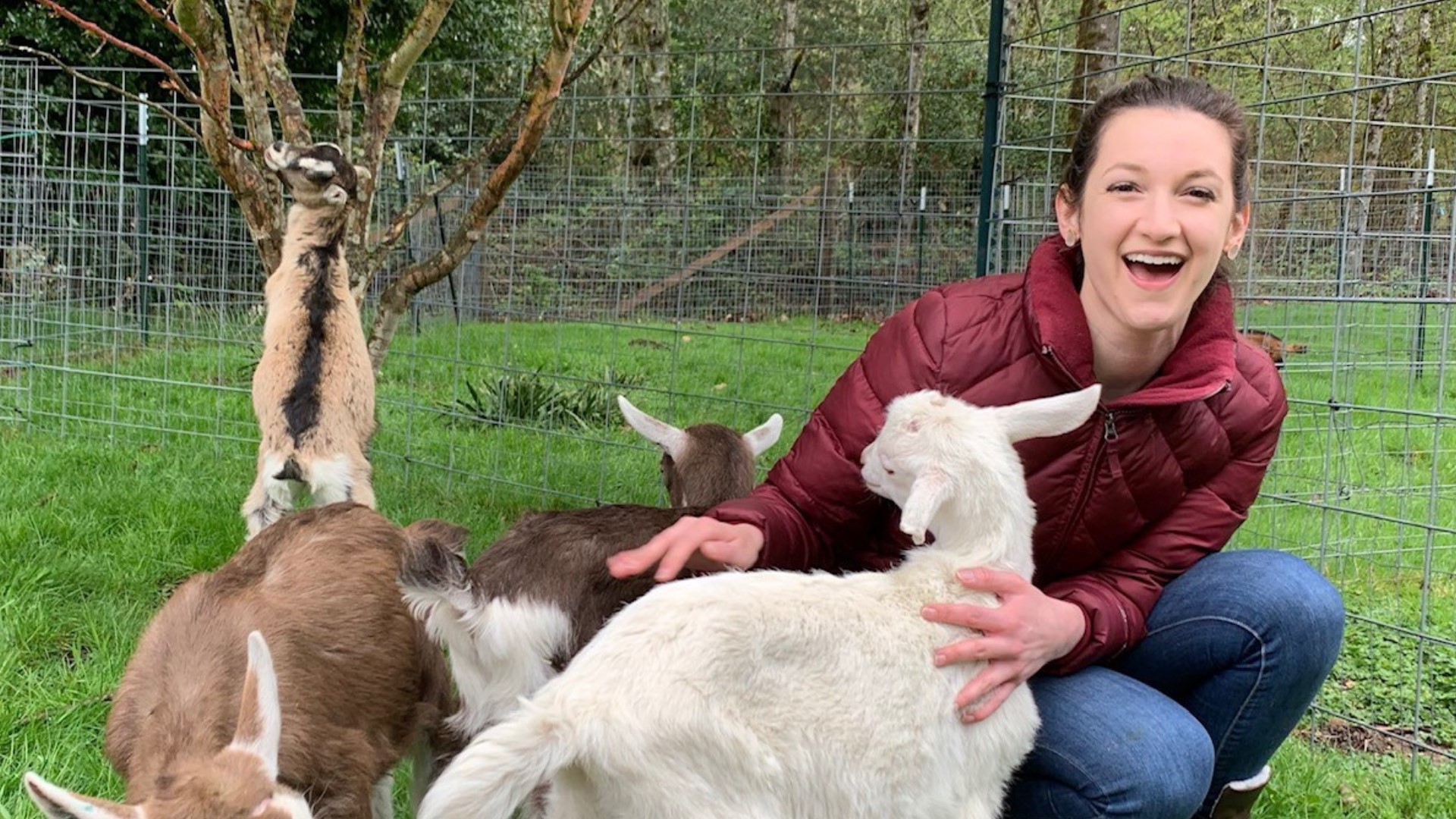 Does 2 hours of snuggling with adorable baby goats sound like the best date ever? Maple Valley's Puget Sound Goat Rescue has your back.