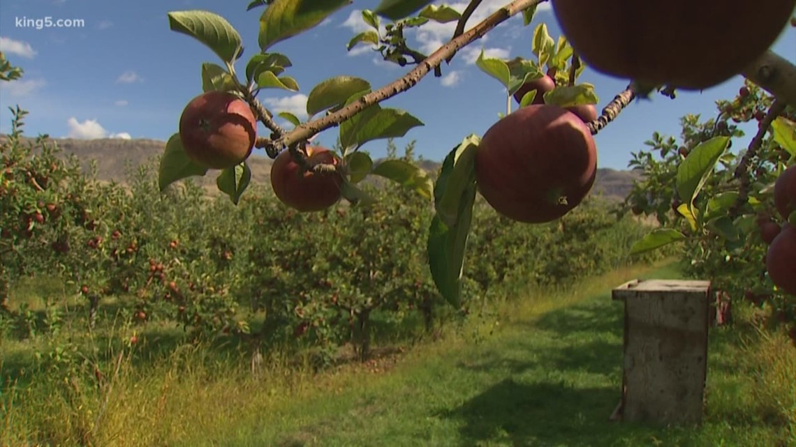 Washington apple growers finding sweet success with cider