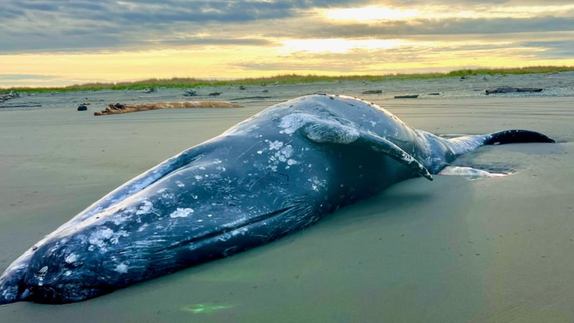 Gray Whale found dead near Ocean Shores brings Washington state's total to 12 this year
