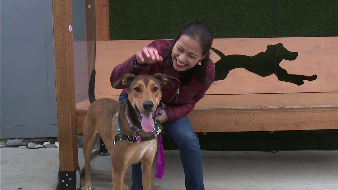 Who let the dogs out? The Dog Yard Bar in Ballard is fun for both humans and pups! New Day NW