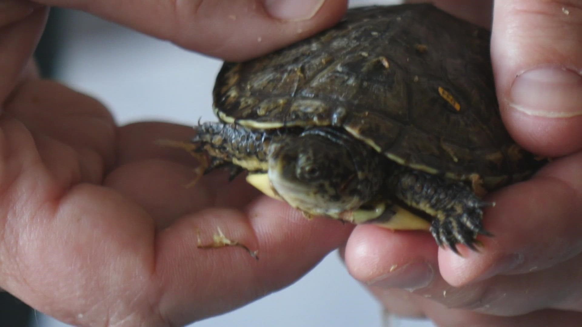 More than 30 western pond turtles were carefully prepared for their release on Friday at a protected property outside of Tacoma.