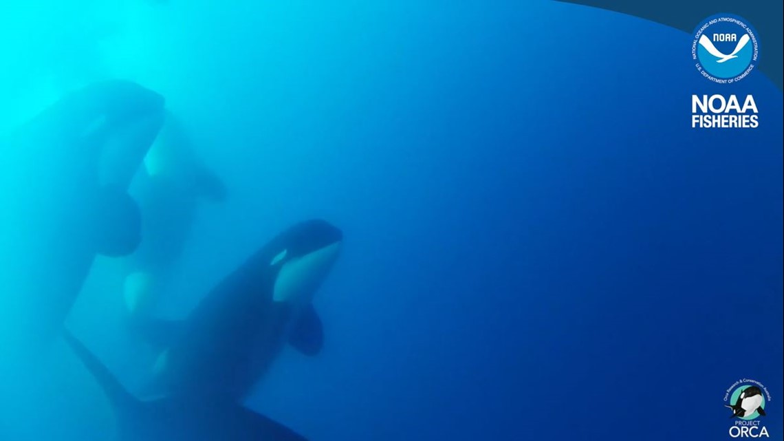 New type of killer whale found | king5.com