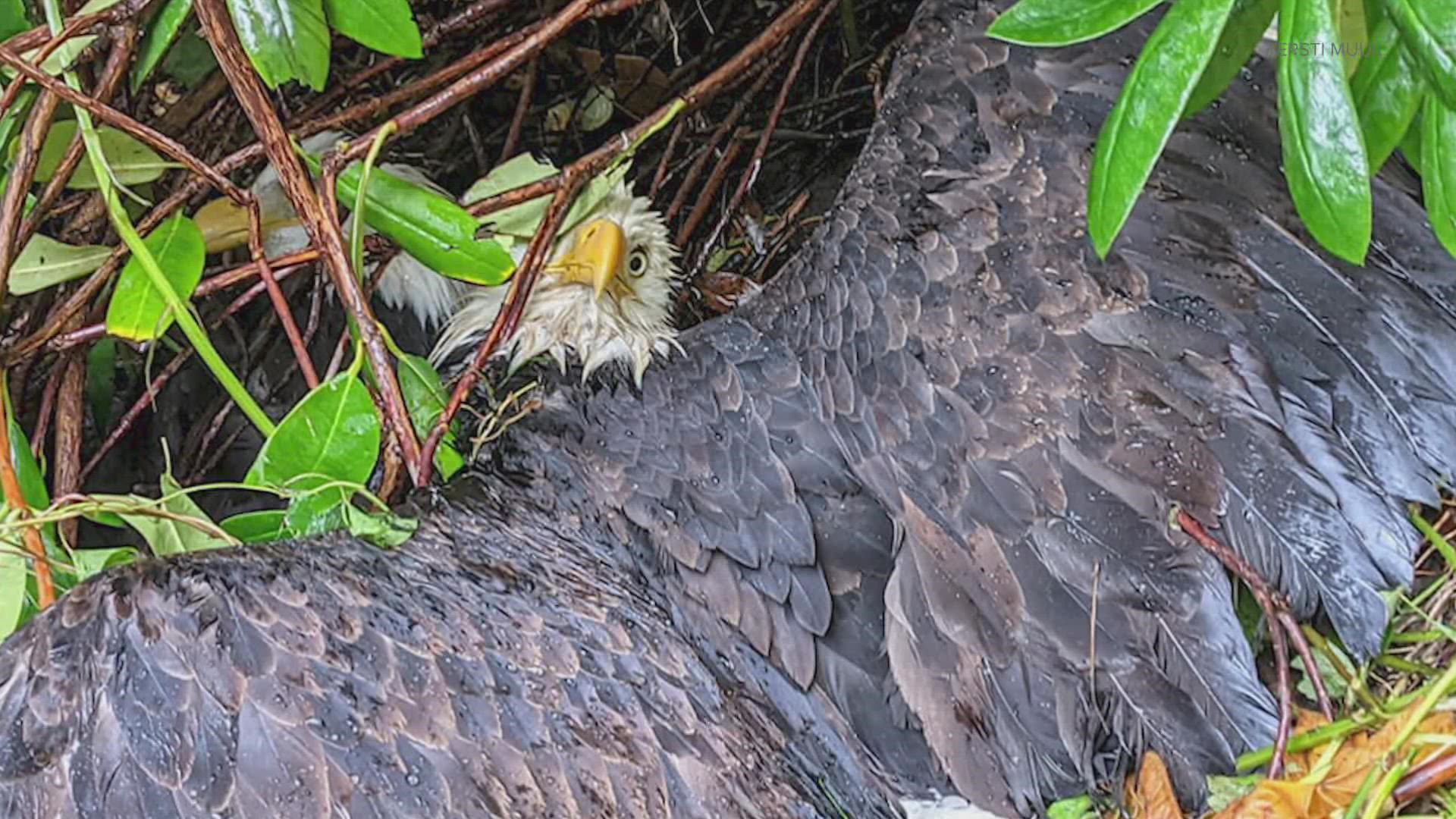 Two bald eagles were trapped in morning glory and blackberry vines in a woman's backyard in West Seattle.