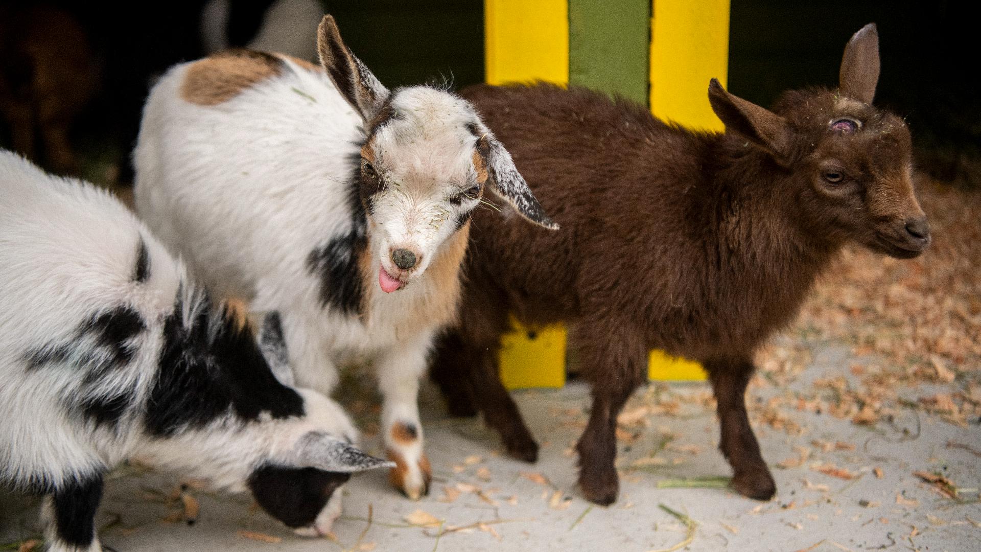 7 new baby goats at Tacoma's Point Defiance Zoo & Aquarium | king5.com