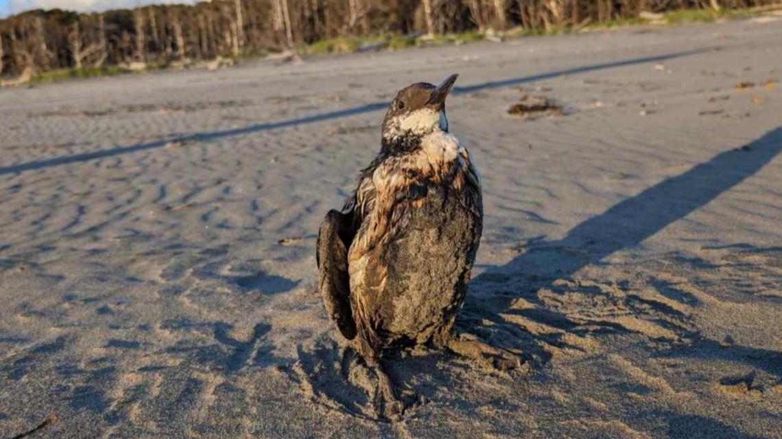 Oiled birds reported on Washington, Oregon coast - Vimarsana News