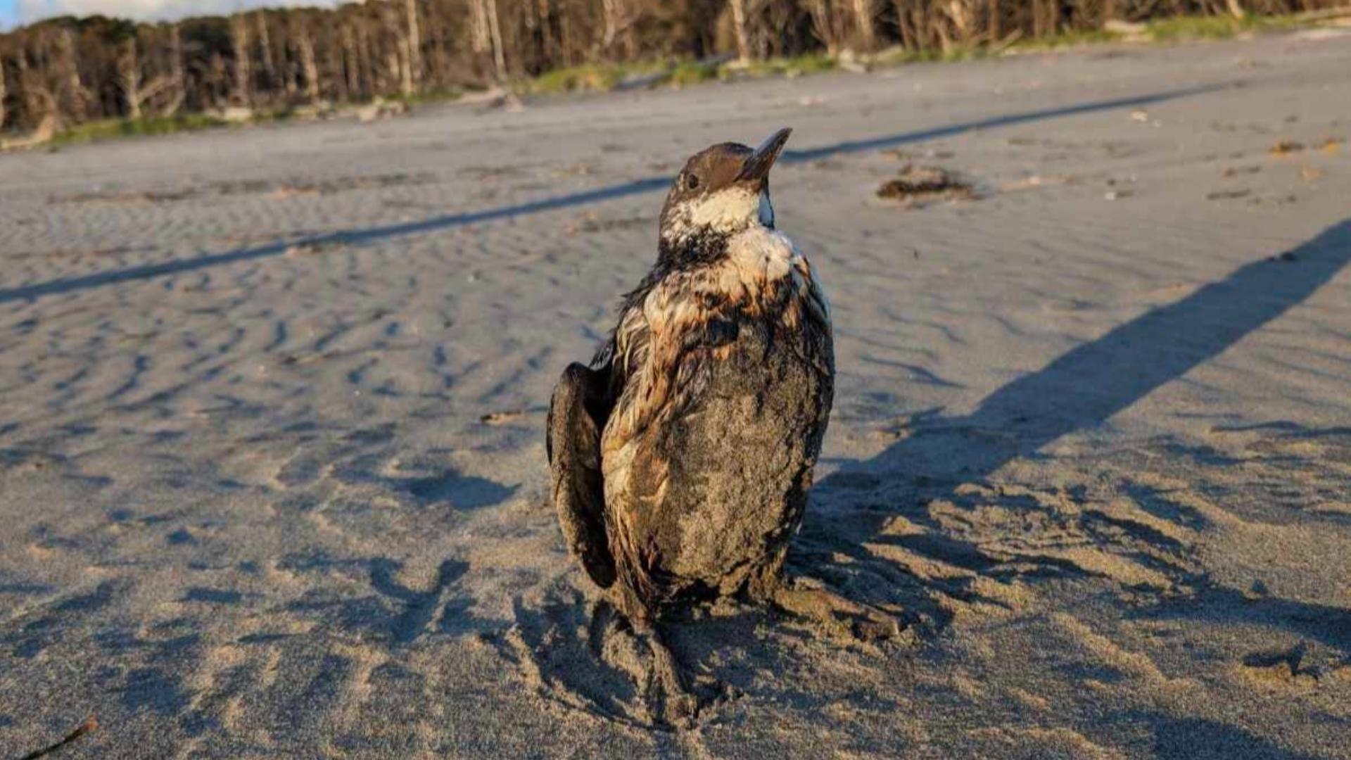 Wildlife officials are trying to figure out why some birds are showing up on Washington and Oregon coasts covered in oil