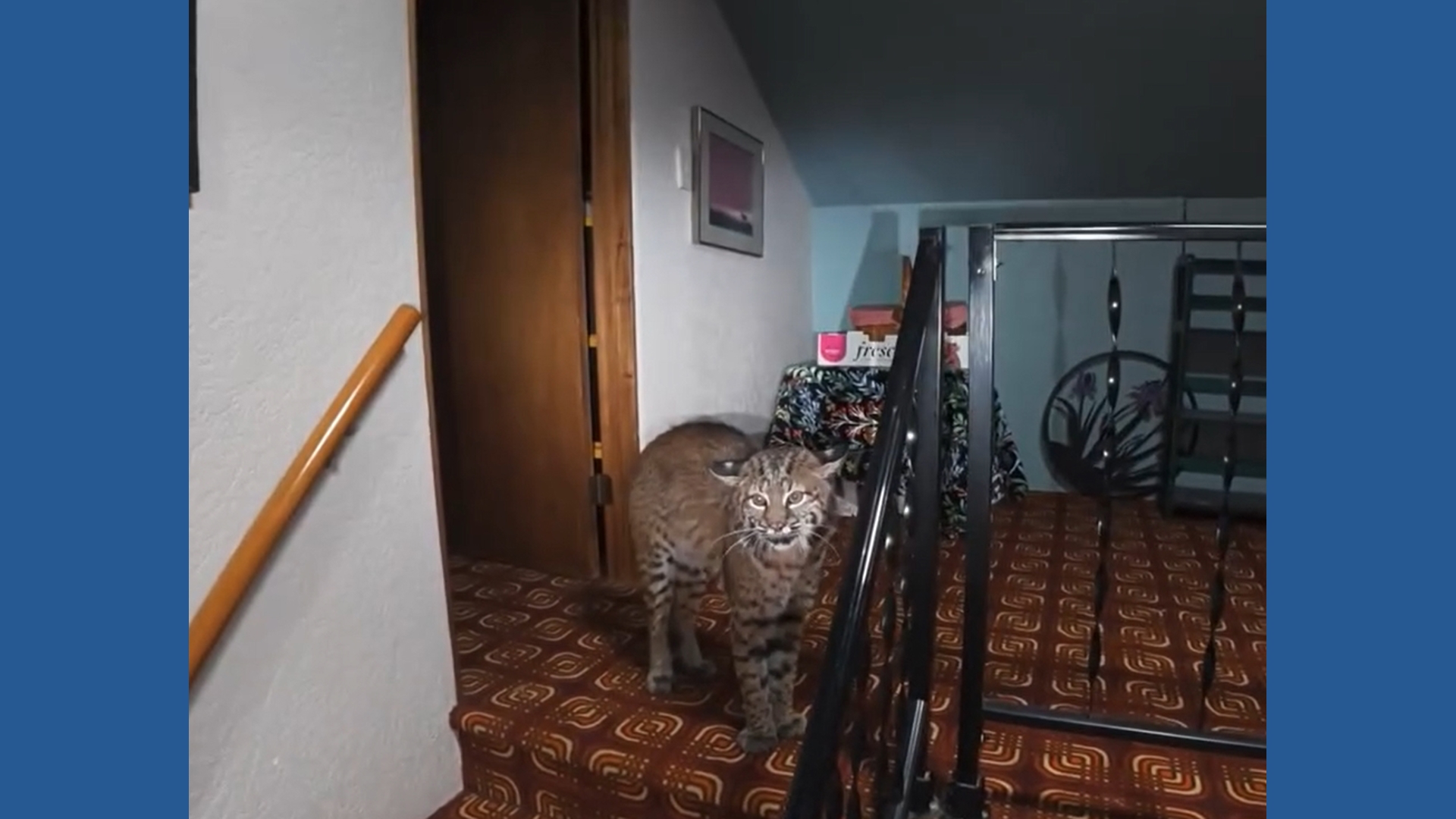 Bobcat removed from Kirkland home after jumping through open window ...