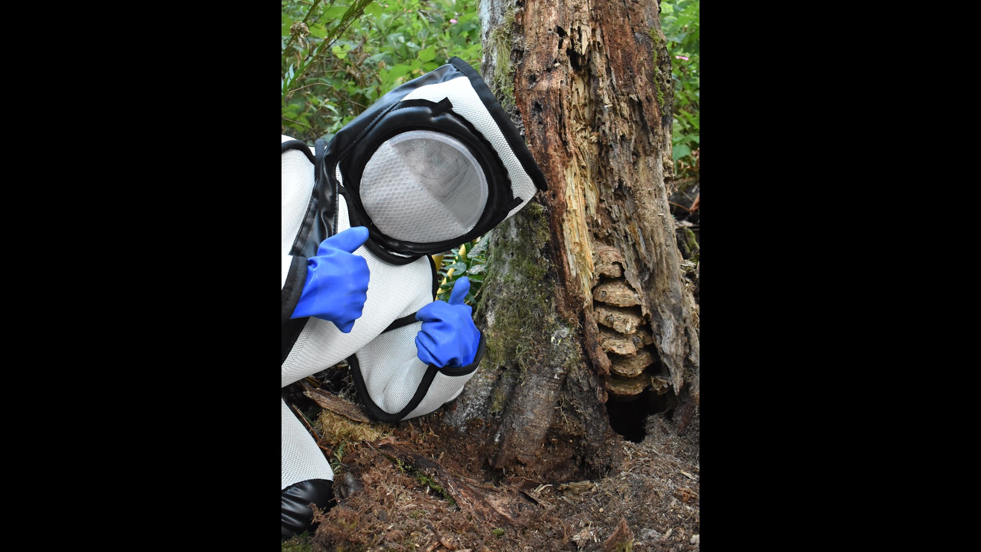 Eradicated Asian Giant Hornet Nest In Whatcom County 3 Times Larger Than One Found In 2020