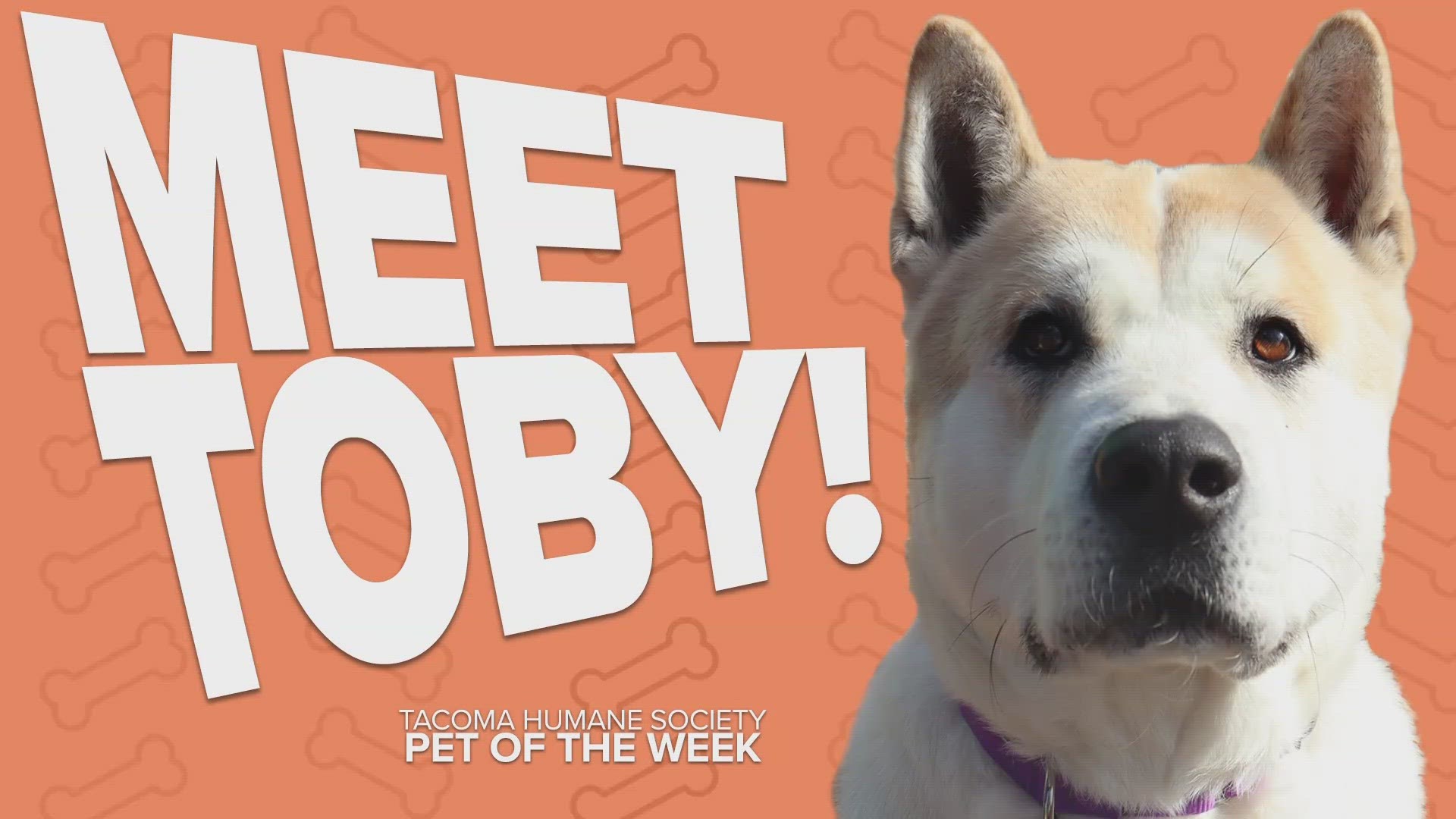 Pet Rescue of the Week: Toby