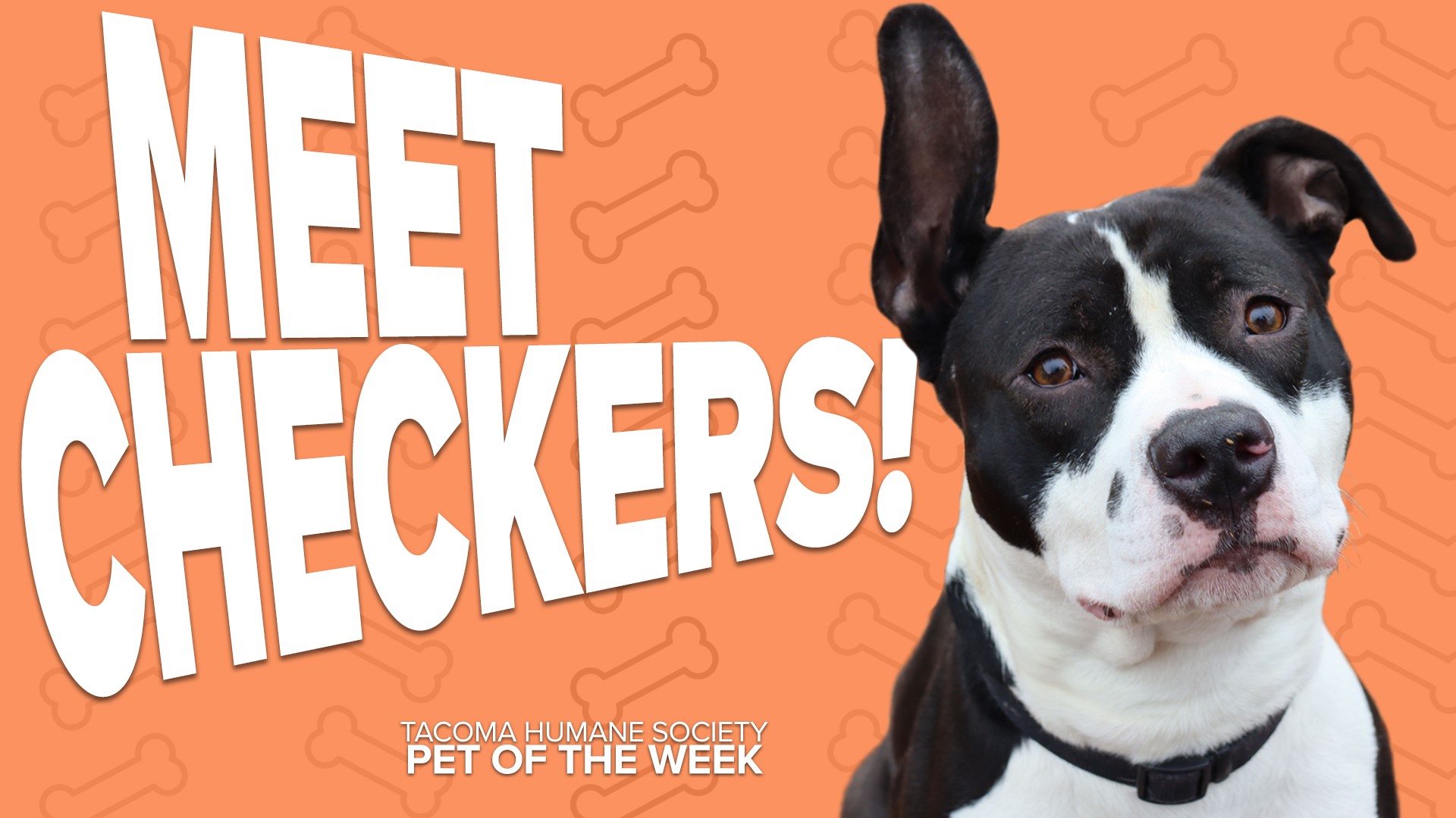 This week's featured adoptable pet is Checkers!