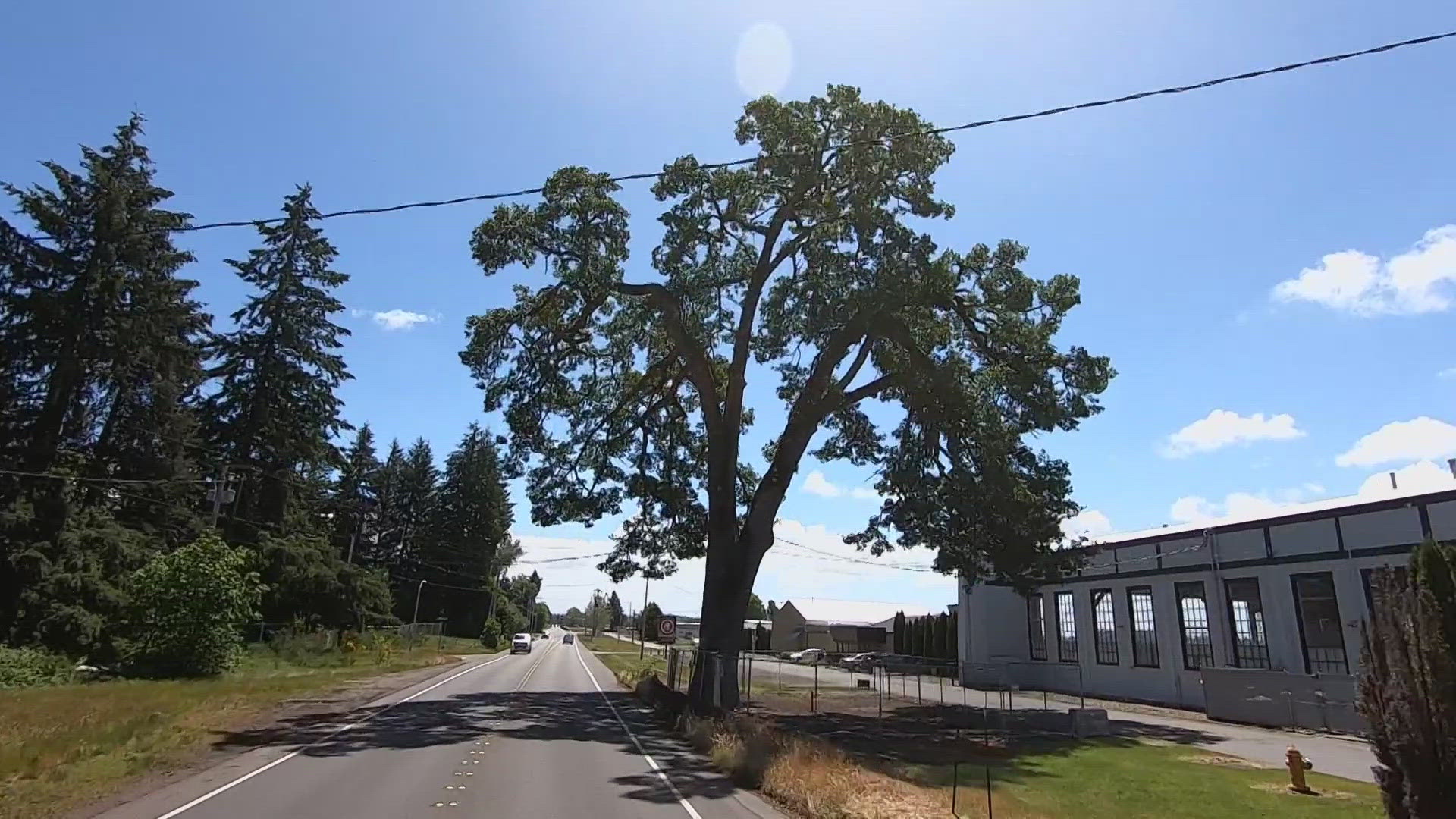 Mayor Debbie Sullivan originally approved removal of 400-year-old oak last month.