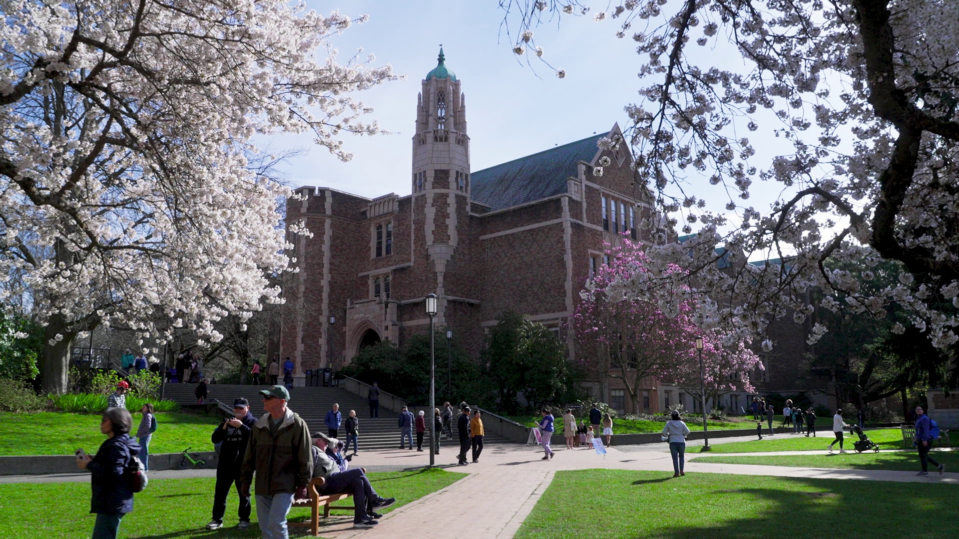 Nearly 90-year-old Yoshino cherries are blooming, and thousands are flocking to see the spectacular sight. #k5evening
