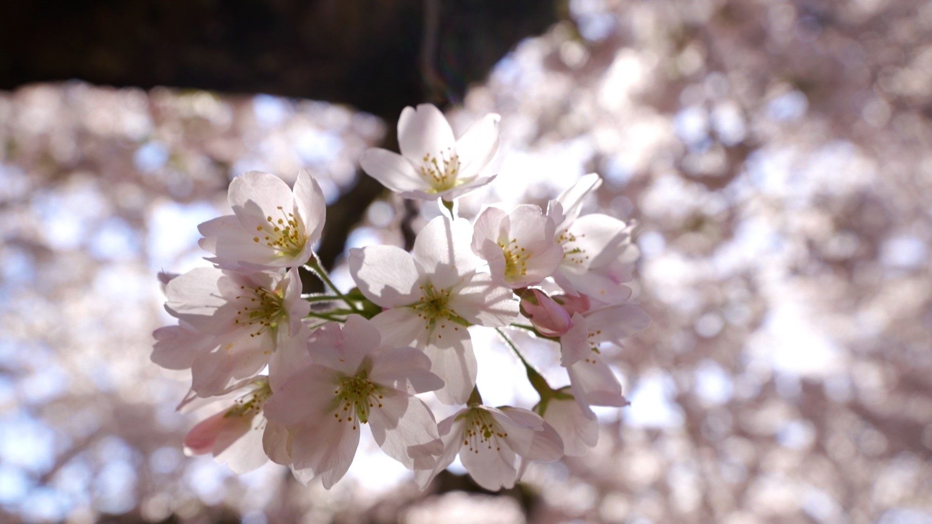 Evening Unwind: Cherry blossoms at the University of Washington