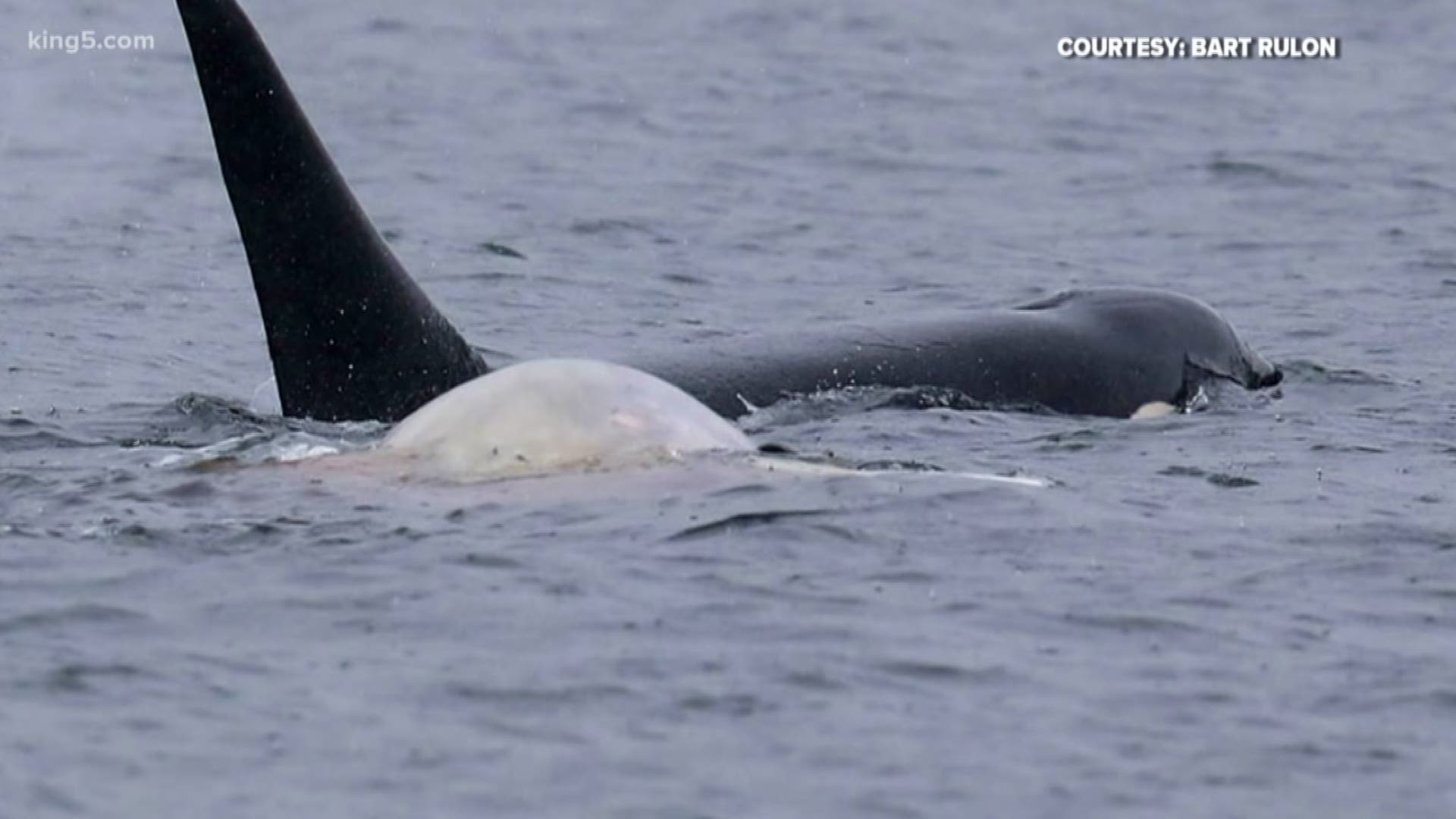 Transient orcas were photographed feeding on a gray whale in Puget Sound. Photos by Naturalist Bart Rulon aboard the Puget Sound Express.