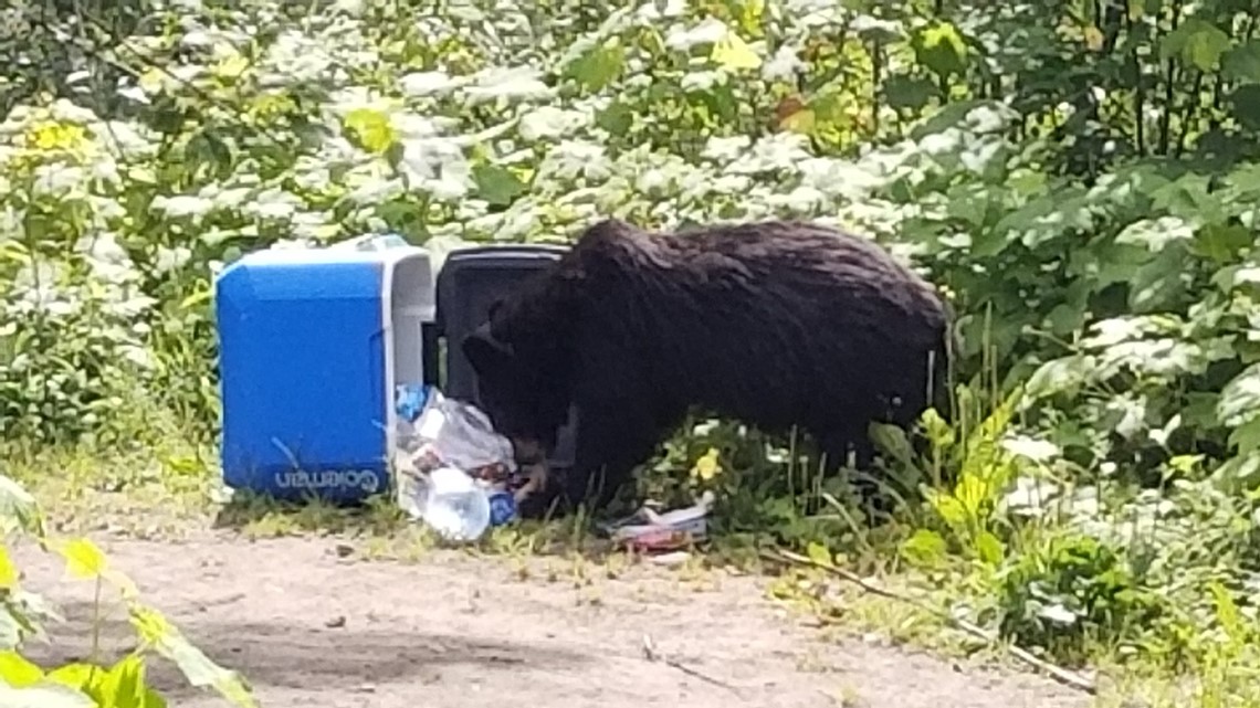 Washington campground closes due to bear activity - Vimarsana News