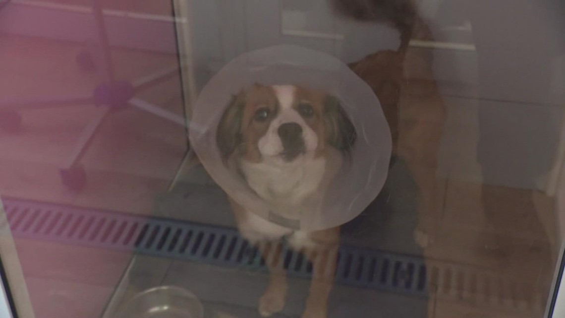 Edmonds friends helping pets abandoned in Ukraine-Russia war - Vimarsana News