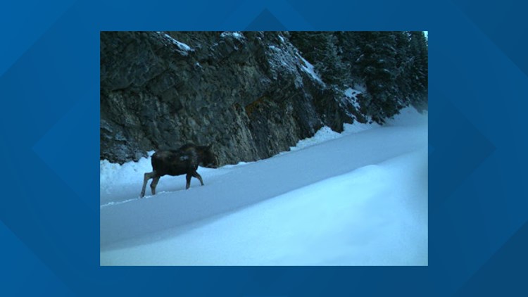 First recorded moose sighting ever in Mount Rainier National Park