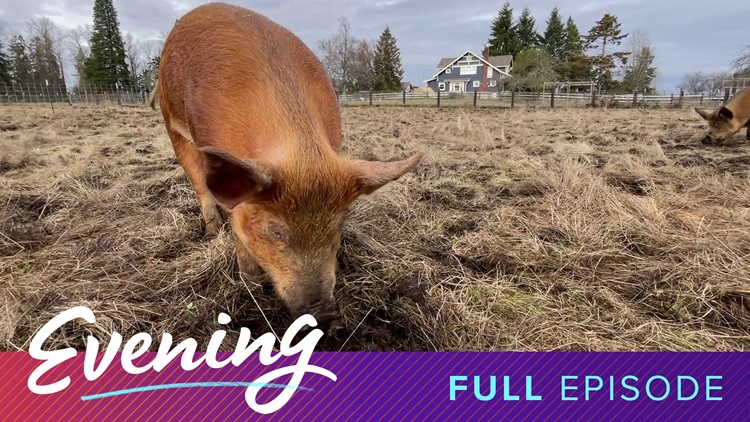 Virtual golf in Tacoma and a sanctuary for pigs in Roy, WA | Full Episode - KING 5 Evening