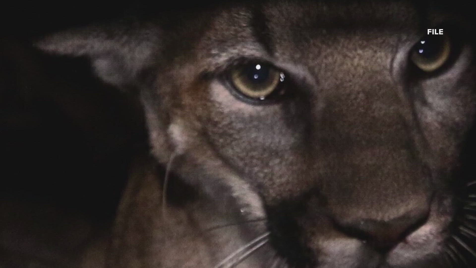 Cannon Beach police said there were two separate sightings on Monday, just weeks after a cougar climbed Haystack Rock.