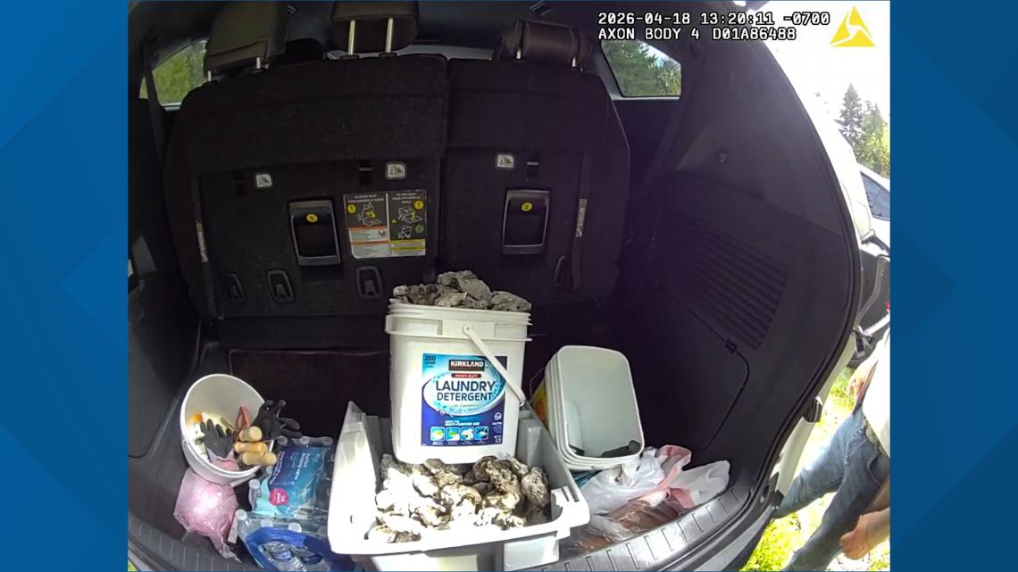 A rideshare trip from Seattle ended with four people cited for illegally harvesting 500 oysters without licenses, according to Washington wildlife police.