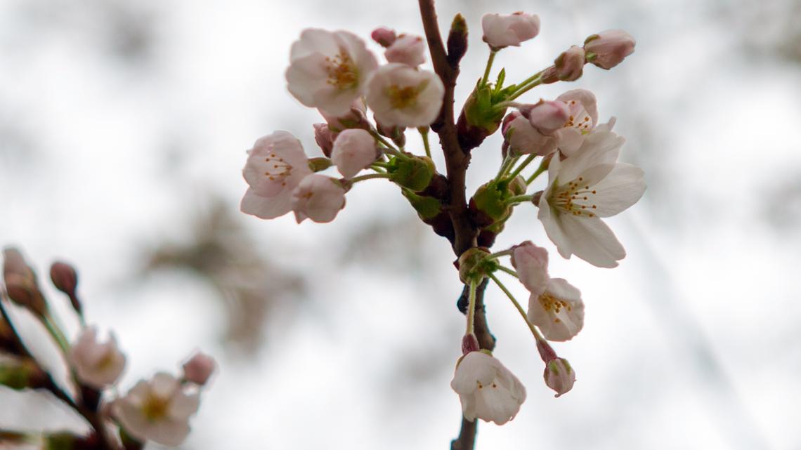 ESPN - Cherry Blossom season in the nation's capital 🌸 Washington