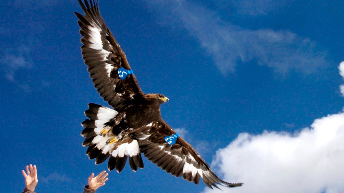 Man to plead guilty to helping kill 3,600 eagles, other birds and selling feathers prized by tribes - Vimarsana News