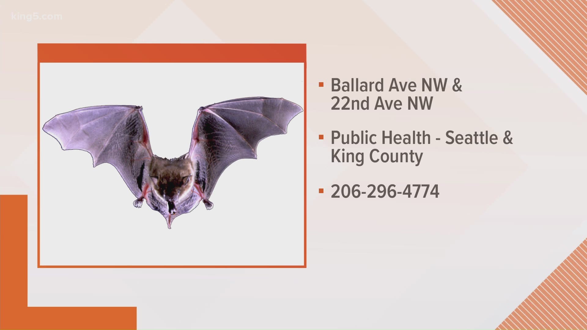 Health officials want anyone who has had a run-in with a rabid bat in Seattle's Ballard neighborhood to contact them.