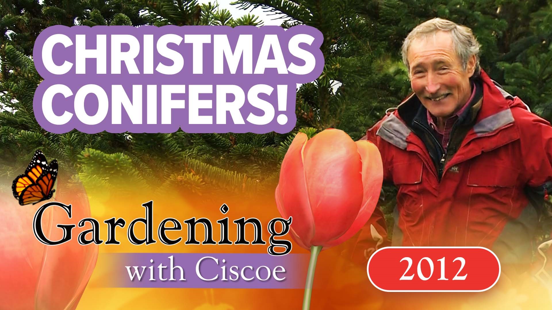 First aired 2012. Ciscoe & Meeghan choose a conifer at Pfaff's Christmas Tree Farm in Auburn. Chef makes a delicious chocolate fudge sauce that makes a great gift.