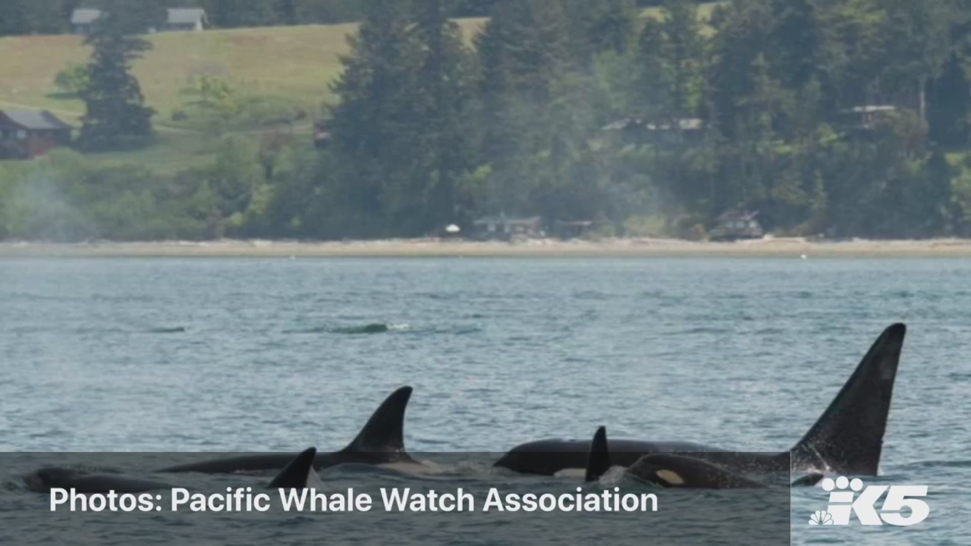 Members of the Pacific Whale Watch Association spotted more than 50 orcas swimming in the Salish Sea on Friday.