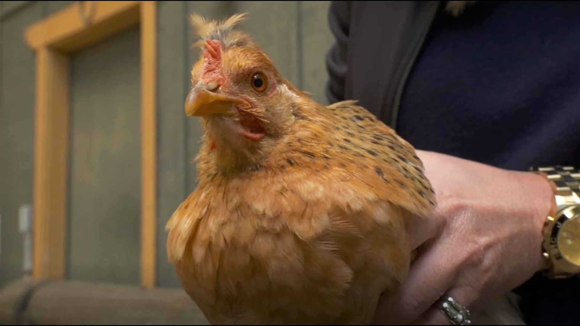 Rescue animal ranch near Leavenworth is voted 'Best Roadside Attraction ...