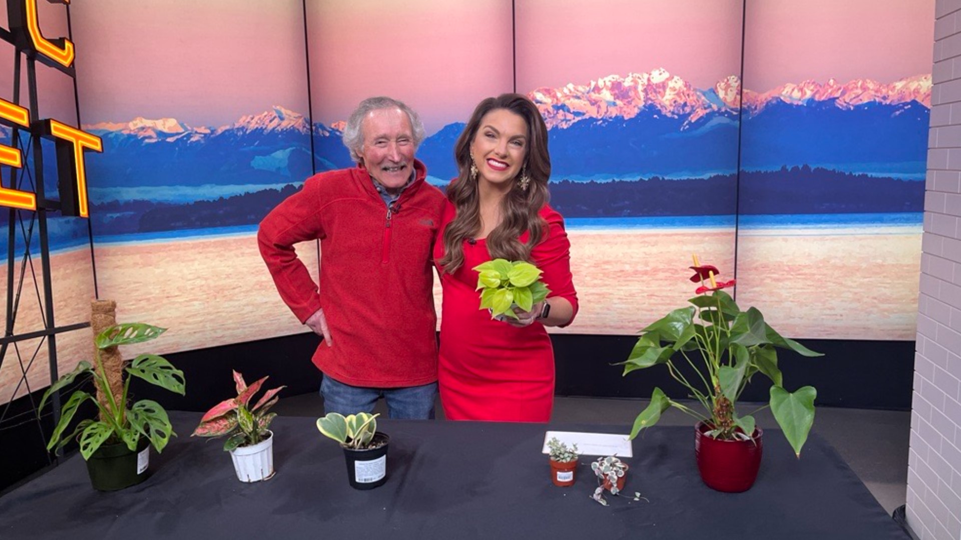 Heart shaped leaves and easy to grow, Ciscoe Morris shares the perfect Valentine plant to give.