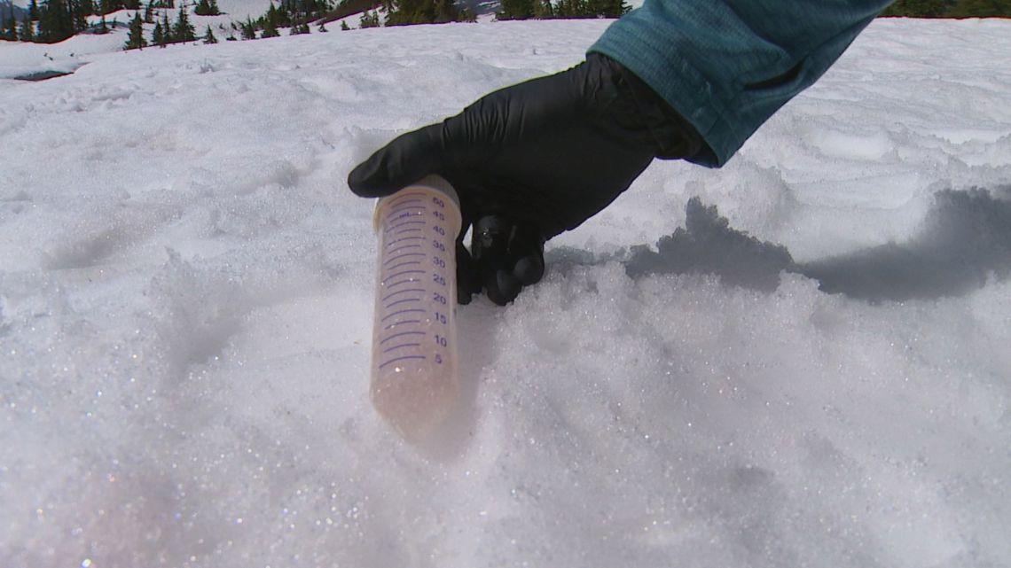 What is pink snow? Researchers work to answer your pink snow questions - Vimarsana News