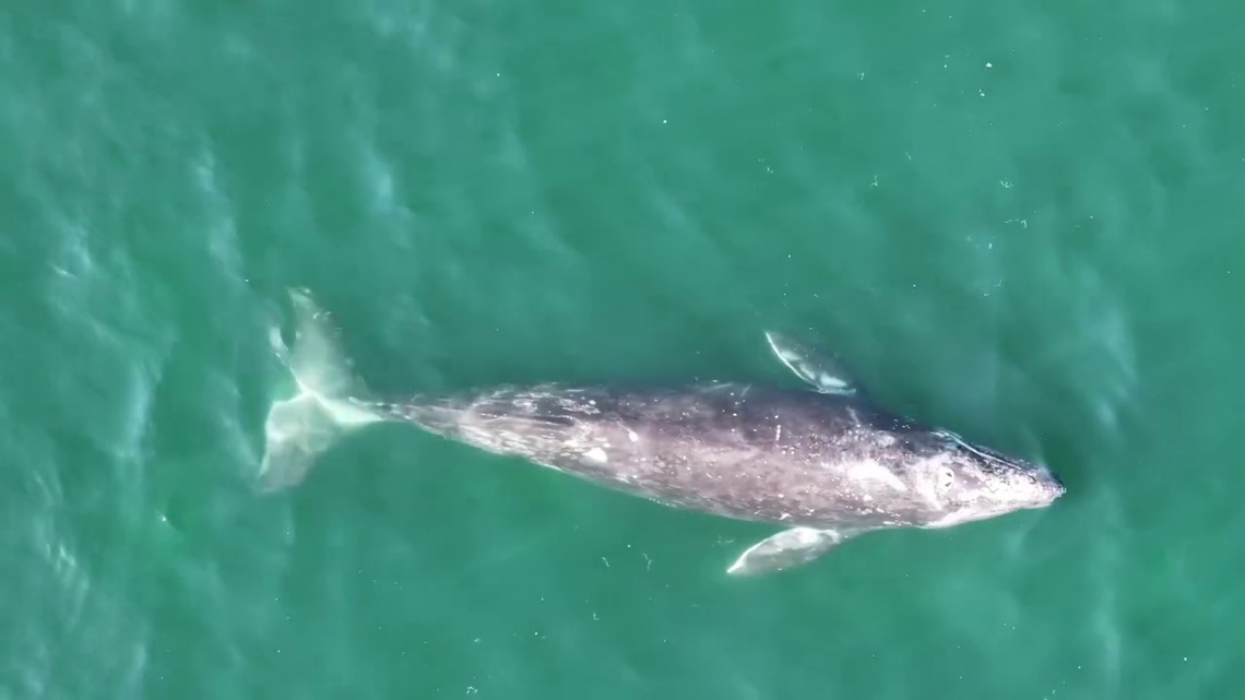 Healthy gray whale mother, calf spotted off Washington coast amid wave of deaths