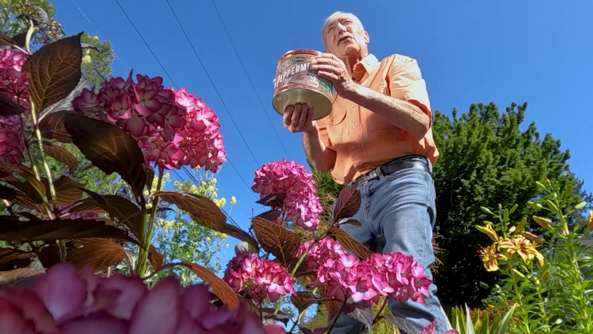 The Seattle gardening expert has an unusual ingredient to do the trick. Sponsored by Dramm
