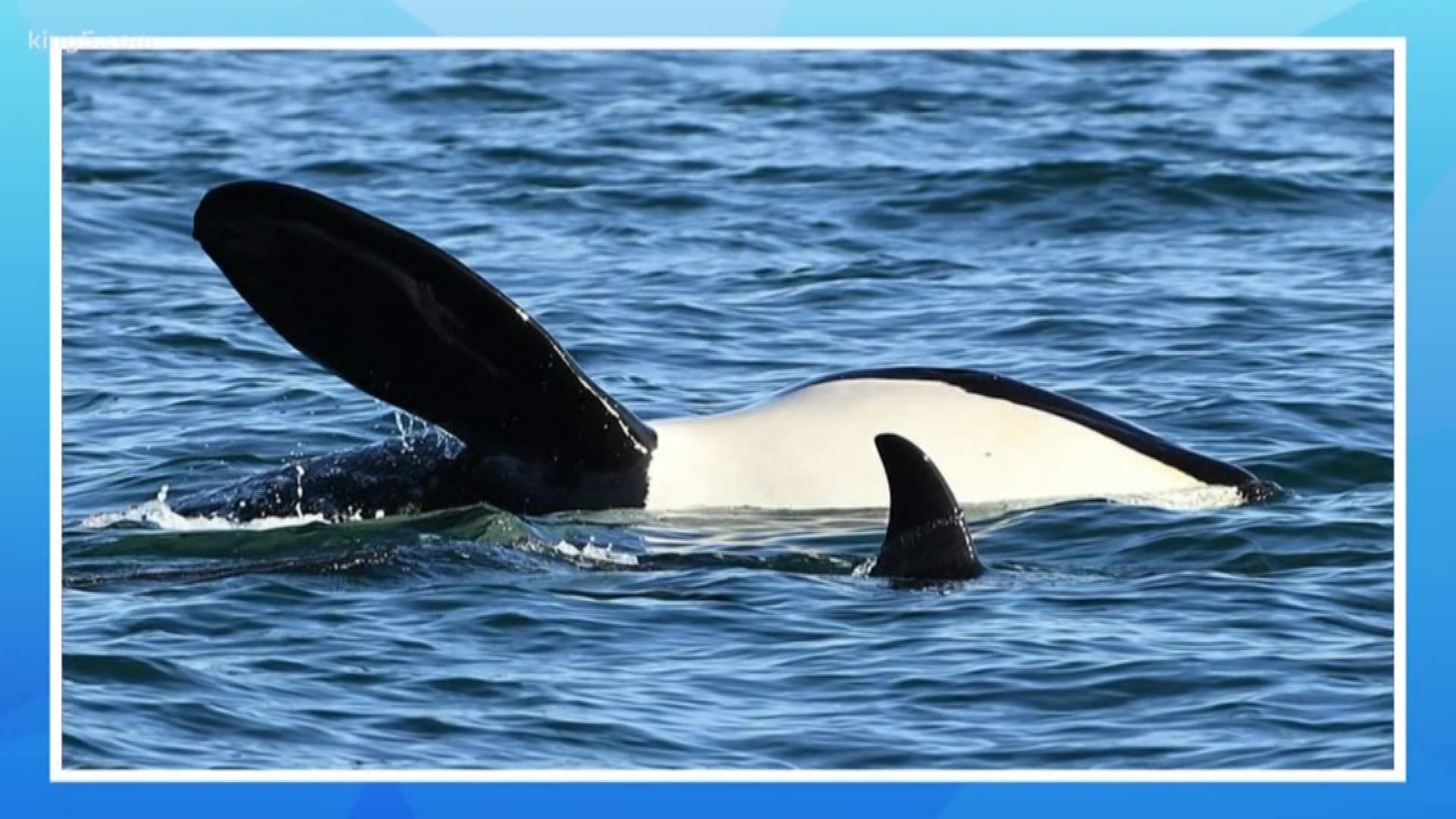 Dire Outlook For Puget Sound Orcas With More Sick Whales King5 Com