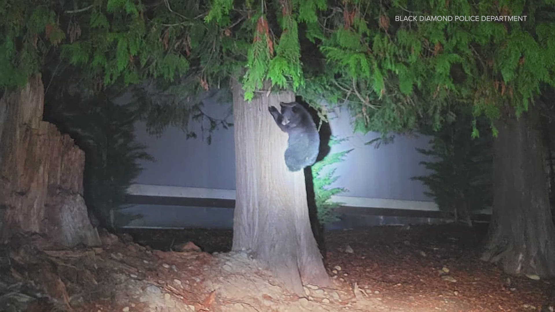 Two bear cubs were found digging in trash cans in the Morgan Creek community in Black Diamond.