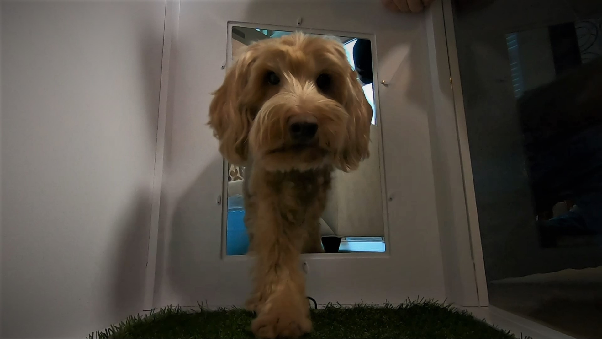 Now your pet can find relief without even stepping outside. #king5evening