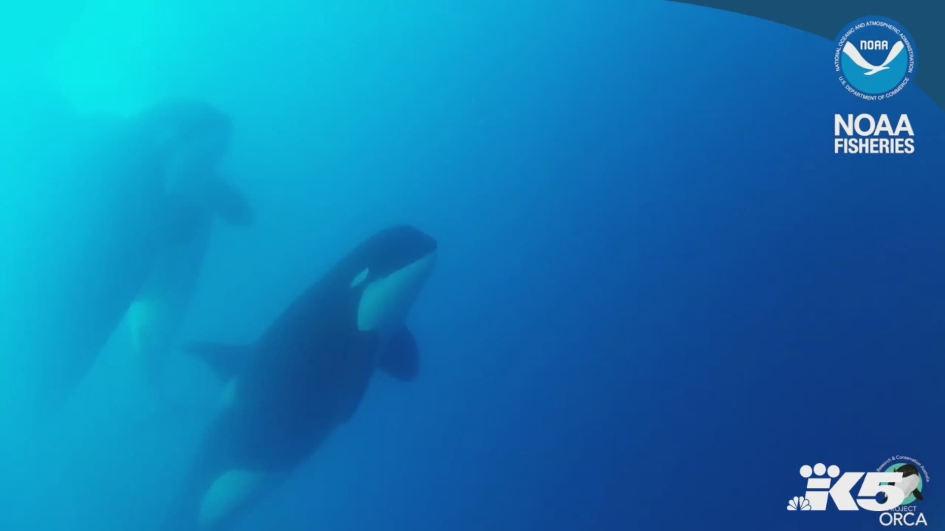Scientist found a new type of killer whale off the coast of Chile.