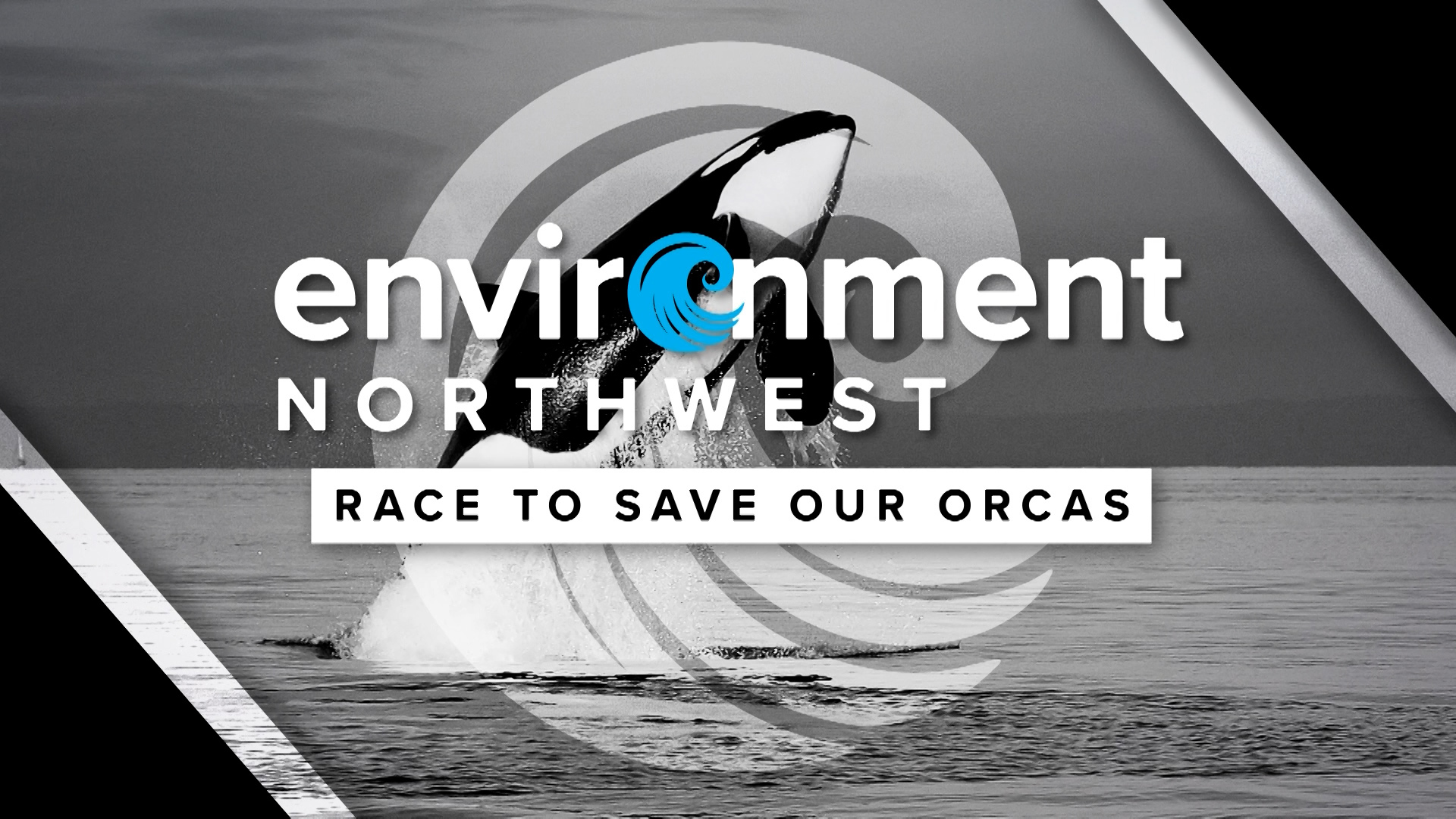 A look at the conservation efforts to avoid the disappearance of the southern resident orcas